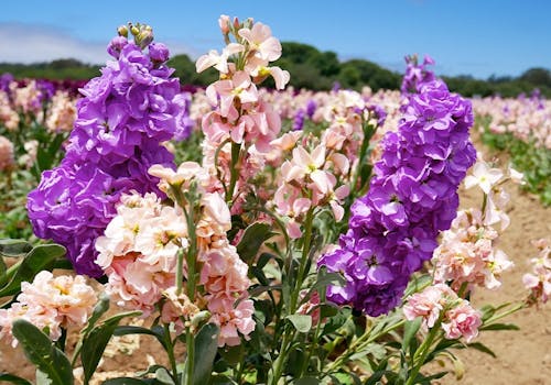 A branch of blooming pink and purple larkspur in the wild