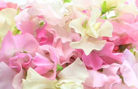 Photograph of a sweet pea