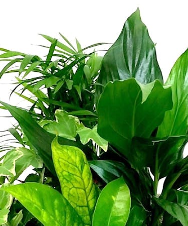 Best Premium Green Plant