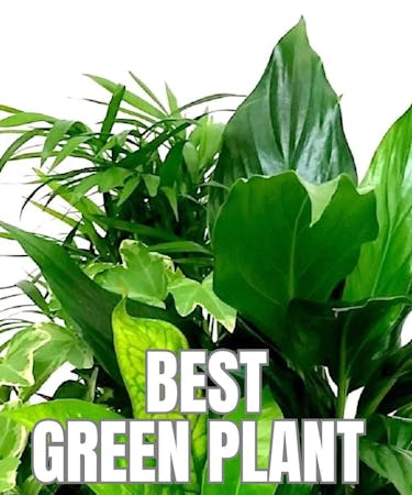 Best Green Plant