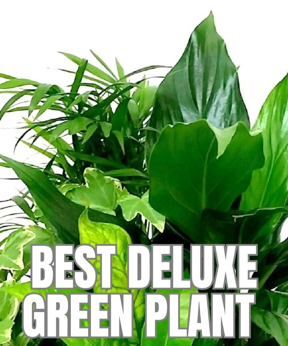 Green Plants Hand Delivered, Arizona florist and Chandler Mesa Tempe Glendale Sun City West