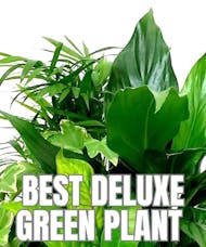 Best Deluxe Green Plant