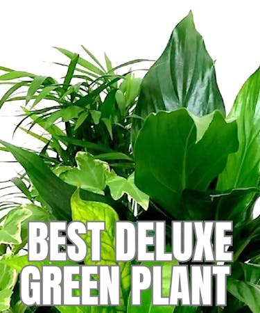 Best Deluxe Green Plant