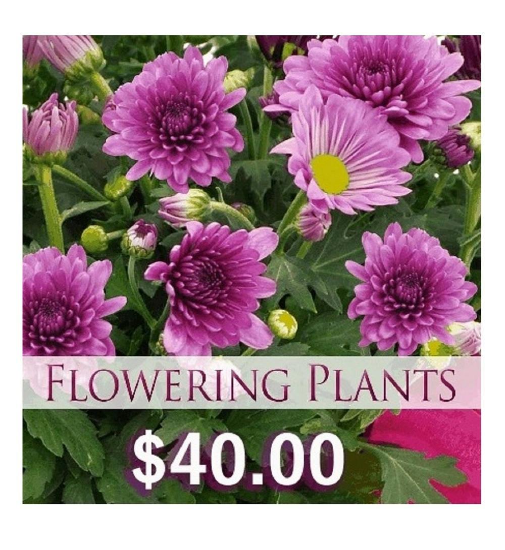 Best Flowering Plant Phoenix Flower Shops (AZ) Mother's Day Plants