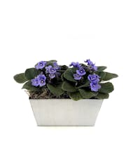 Double Violet Planter