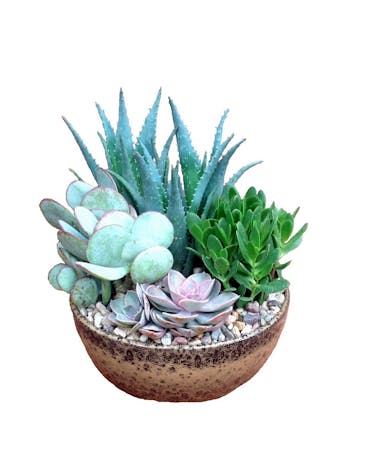 Decorative Succulent Gardens - Hand Delivered - Phoenix Flower Shops