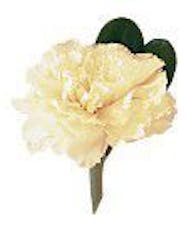 White Carnation Boutonniere