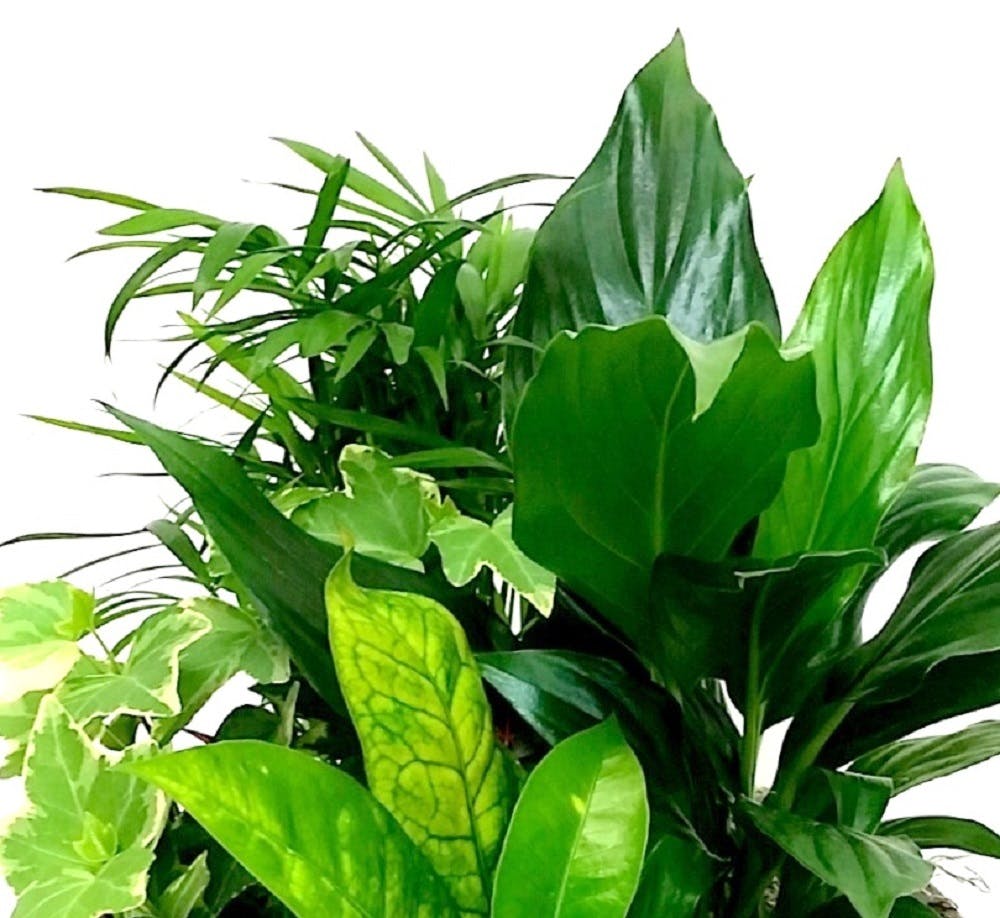 Green Plants Hand Delivered, Arizona florist and Chandler Mesa Tempe